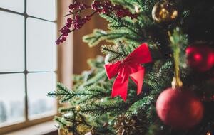 В мэрии Киева призвали покупать елки только на официальных ярмарках