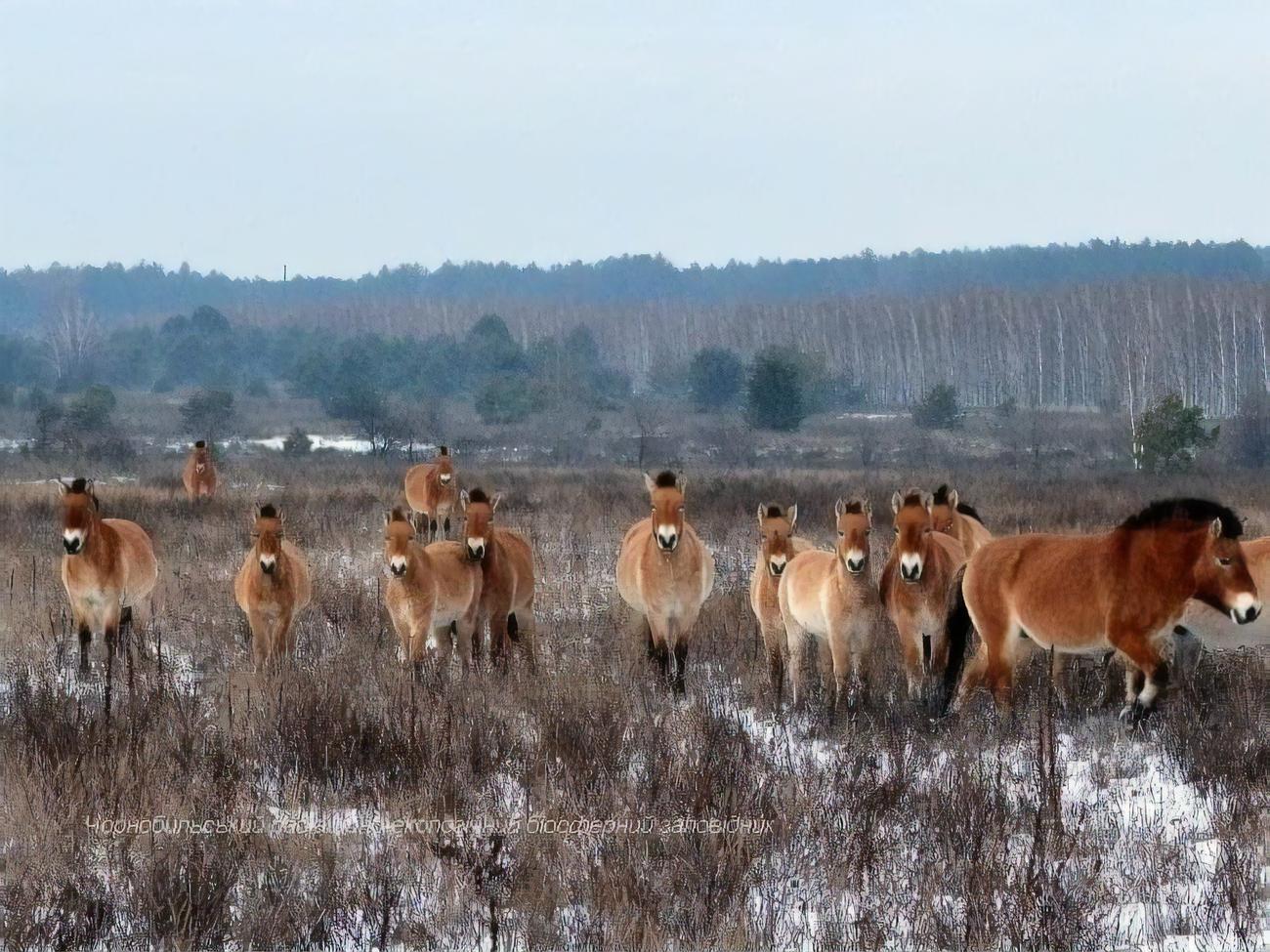 У заповіднику живе 300 видів тварин