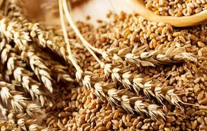 Україна доправила на зовнішні ринки 12,2 млн тонн пшениці