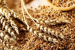 Украина поставила на внешние рынки 12,2 млн тонн пшеницы