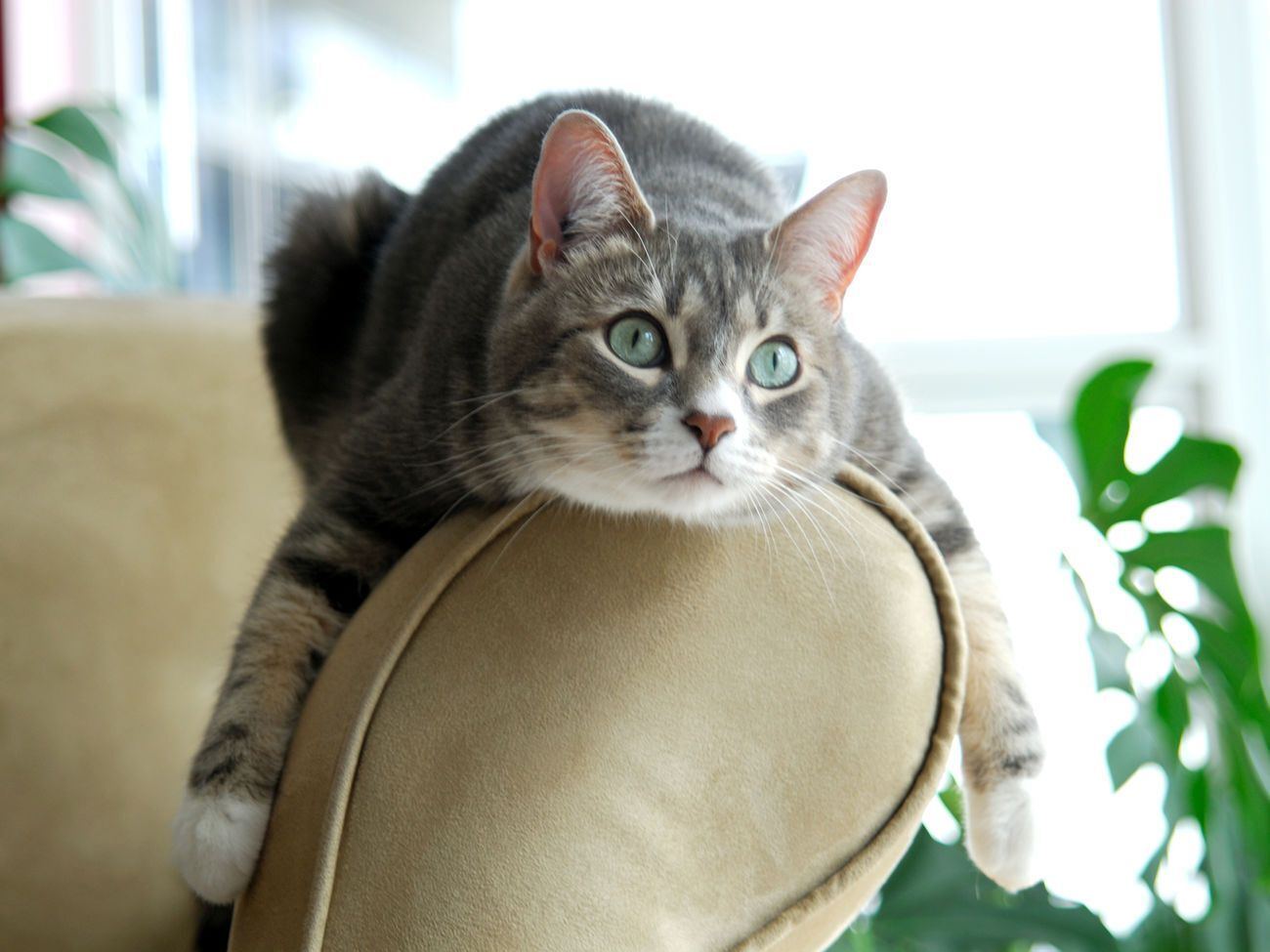 Школьница хотела поиграть с котом