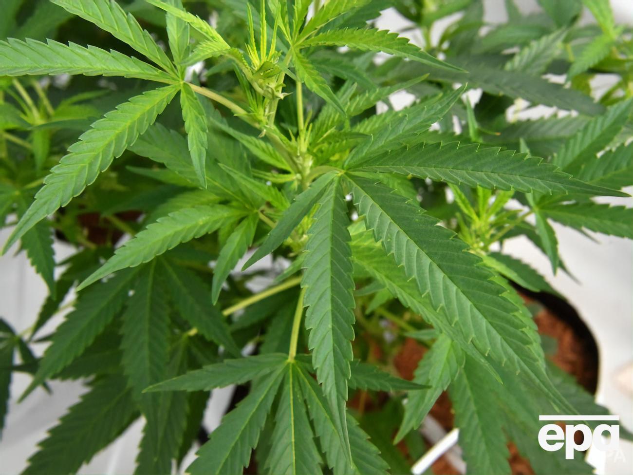 Китай заявил о строгом контроле использования каннабиса