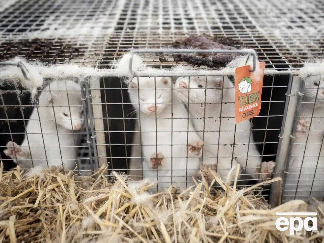 В Дании уничтожили почти 4 млн норок из-за коронавируса