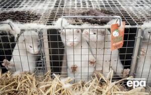 В Дании уничтожили почти 4 млн норок из-за коронавируса