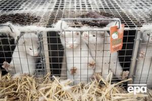 У Данії знищили майже 4 млн норок через коронавірус