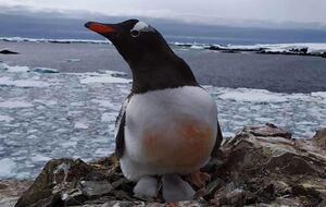 Потомство появилось у двух пар пингвинов