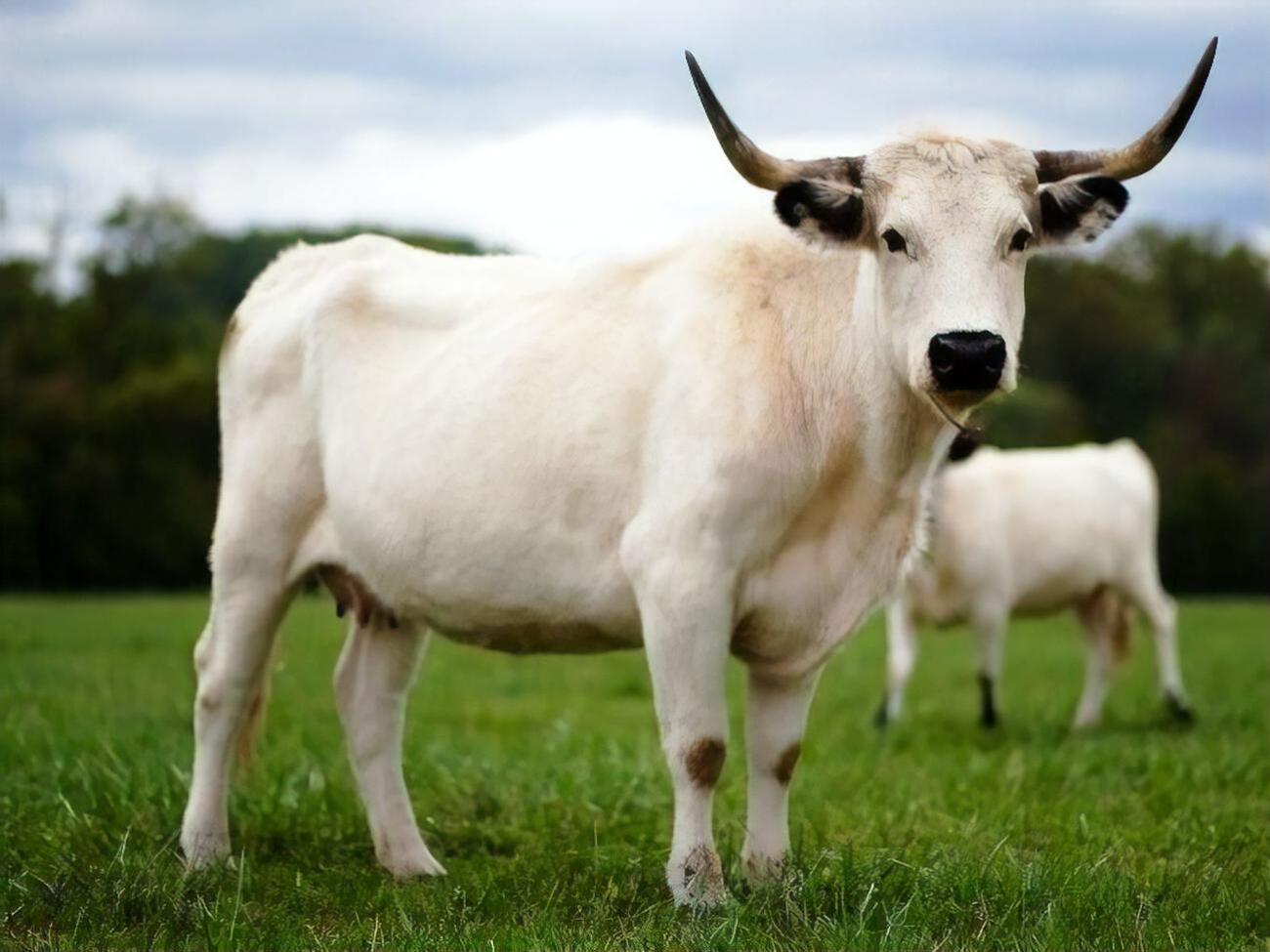 Символом 2021 року в китайському календарі є символ Білого Бика, що поєднує в собі стихію Землі та металу