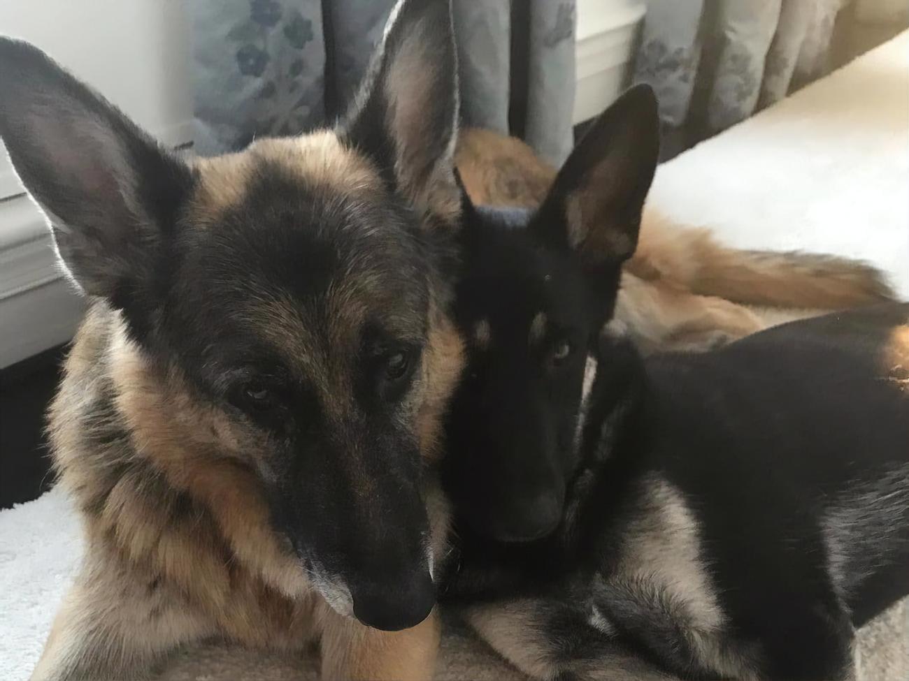 Чемп та Мейджор привітали американців