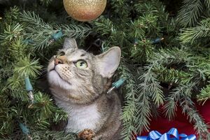 Елка, украшенная игрушками, – новогодняя забава для кота