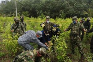 По оценкам минобороны, стоимость уничтоженной в 2020 году коки составляет примерно $300 млн