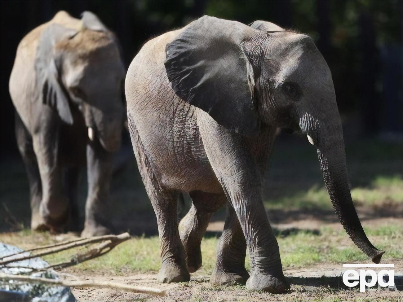 Слони Намібії належать до видів, яким загрожує зникнення