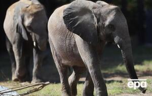 Слоны Намибии относятся к числу видов, которым угрожает исчезновение