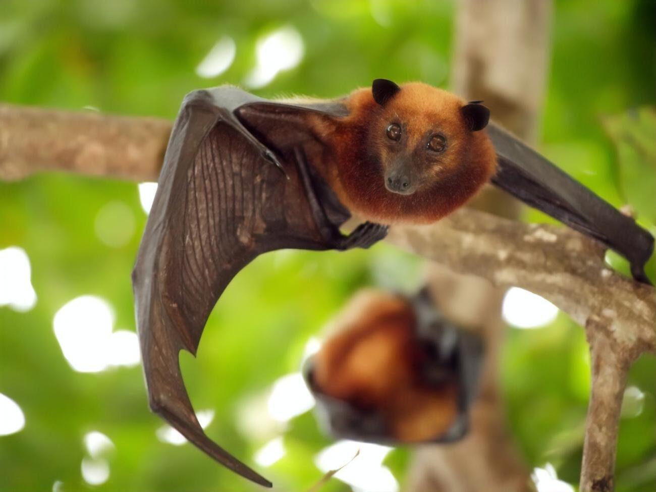 Китайські вірусологи не змогли виявити вірус у сільськогосподарських і диких тварин на околицях Уханя