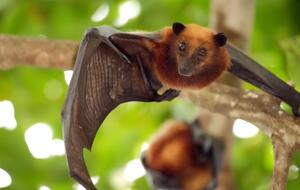 Китайские вирусологи не смогли обнаружить вирус у сельскохозяйственных и диких животных в окрестностях Уханя