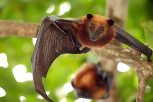 Китайські вірусологи не змогли виявити вірус у сільськогосподарських і диких тварин на околицях Уханя