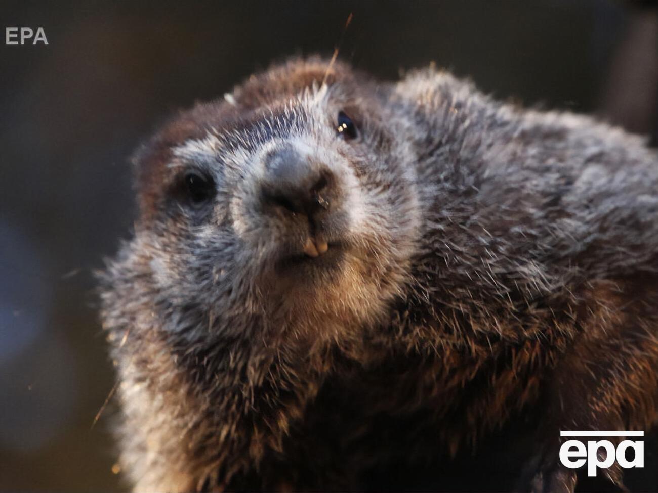 Традиция определять наступление весны по поведению сурков существует с XIX века