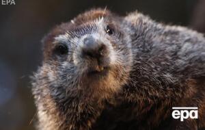 Традиция определять наступление весны по поведению сурков существует с XIX века