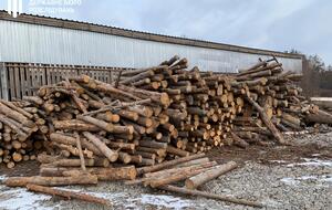 Ущерб от незаконных рубок составил более 6 млн грн