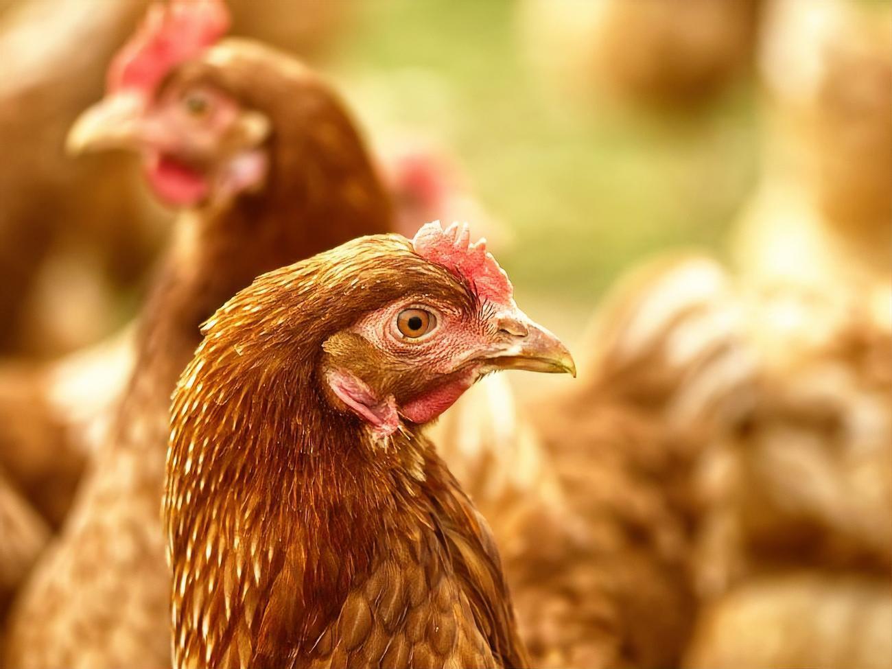 В федеральной земле Баден-Вюртемберг&nbsp;зафиксирована вспышка птичьего гриппа