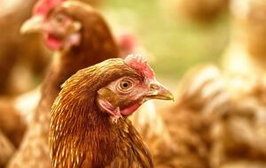 В федеральной земле Баден-Вюртемберг зафиксирована вспышка птичьего гриппа