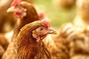 В федеральной земле Баден-Вюртемберг зафиксирована вспышка птичьего гриппа