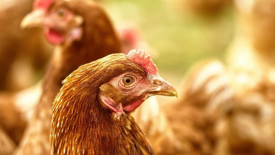 В федеральной земле Баден-Вюртемберг зафиксирована вспышка птичьего гриппа