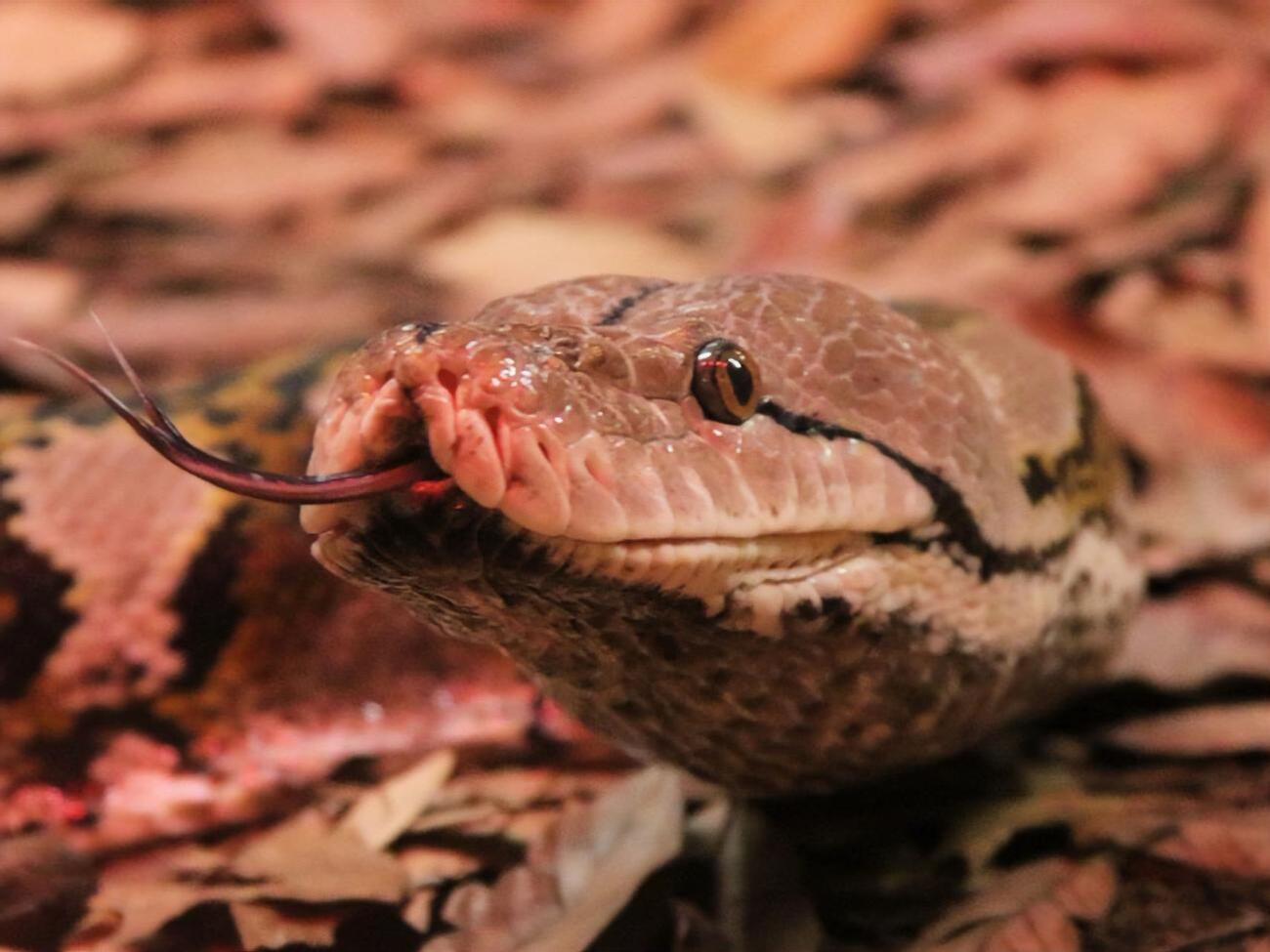 14 февраля зоопарк в Сан-Антонио проведет кормление змей в прямом эфире