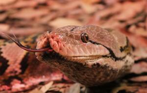 14 февраля зоопарк в Сан-Антонио проведет кормление змей в прямом эфире