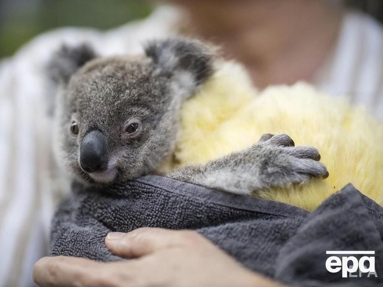 Коалы являются одними из тех, кто нуждается в наибольшей помощи