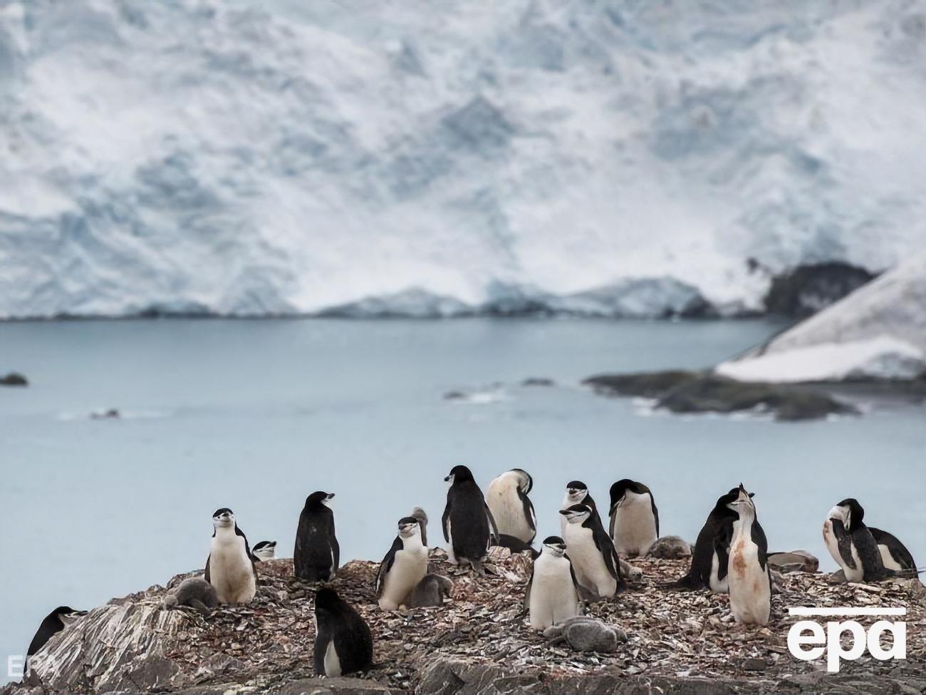 Февраль в Антарктиде выдался аномально теплым, ученые опасаются, что это отрицательно повлияет на численность колоний пингвинов