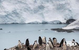 Февраль в Антарктиде выдался аномально теплым, ученые опасаются, что это отрицательно повлияет на численность колоний пингвинов
