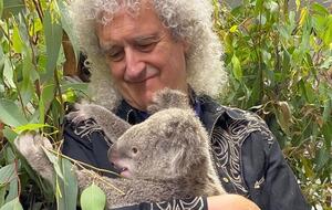 Коала по имени Bear выжила во время пожара в Квинсленде