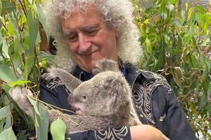 Коала на ім'я Bear вижила під час пожежі у Квінсленді