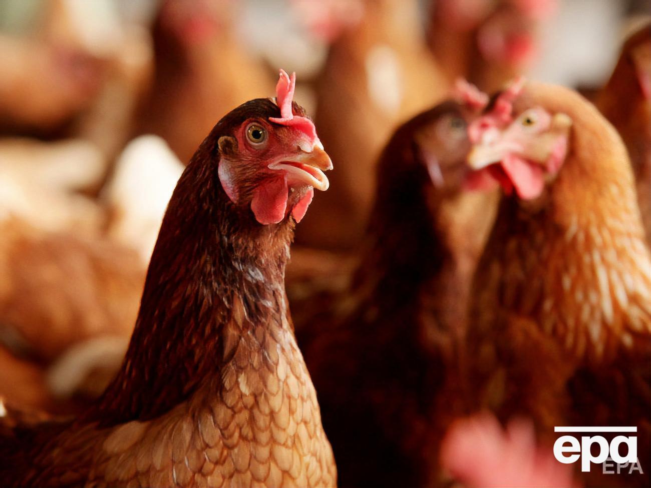 ЕС приостановил импорт мяса птицы из Украины 23 января 2020 года