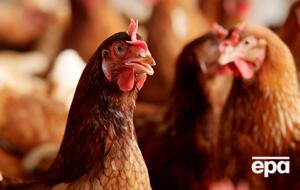 ЕС приостановил импорт мяса птицы из Украины 23 января 2020 года