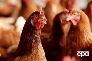 ЕС приостановил импорт мяса птицы из Украины 23 января 2020 года