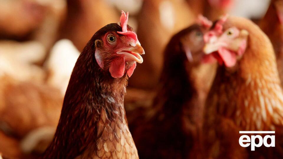 ЕС приостановил импорт мяса птицы из Украины 23 января 2020 года