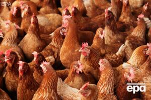 В провинции Хуанань от птичьего гриппа умерло 4500 кур