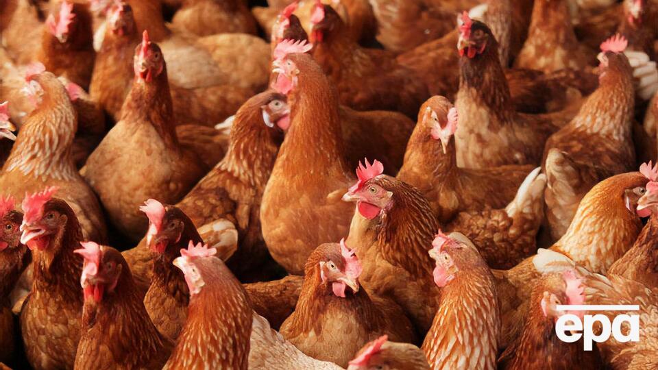 У провінції Хуанань від пташиного грипу померло 4500 курей