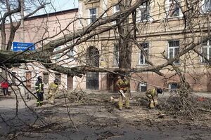В Одессе из-за сильного ветра упали сотни деревьев