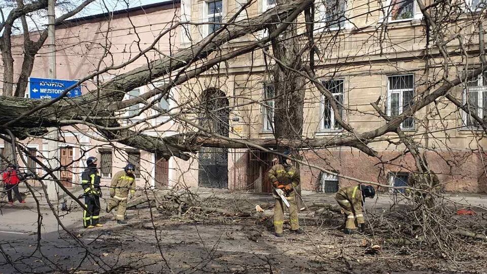 В Одесі через сильний вітер упали сотні дерев