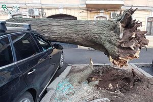 Негода в Одесі та Миколаєві: сотні повалених дерев, зірвані дахи, пошкоджені автомобілі. Фоторепортаж