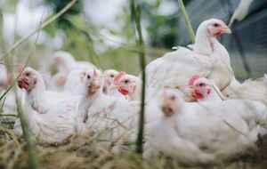 Запрет Молдовы на импорт мяса птицы из Украины начал действовать 12 февраля
