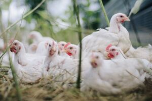 Запрет Молдовы на импорт мяса птицы из Украины начал действовать 12 февраля