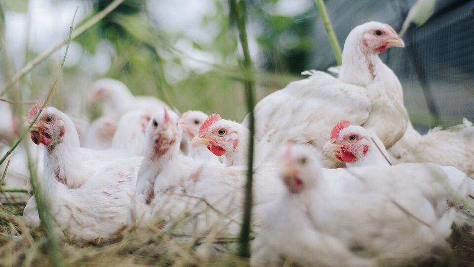 Запрет Молдовы на импорт мяса птицы из Украины начал действовать 12 февраля