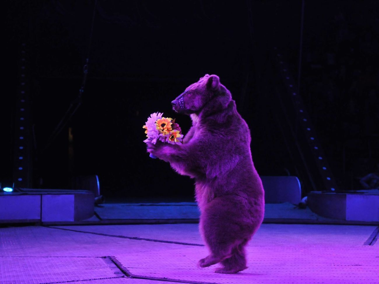 На балансе Национального цирка Украины находится 96 животных