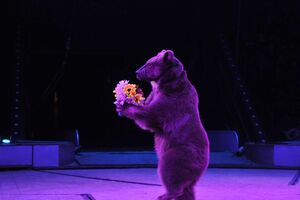 На балансе Национального цирка Украины находится 96 животных