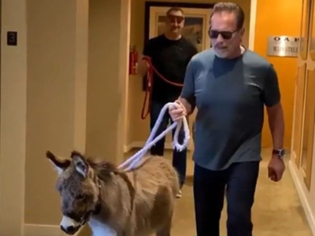 У Шварценеггера живуть два поні &ndash; Віскі і Лулу