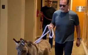 У Шварценеггера живут два пони – Виски и Лулу