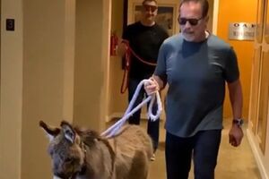 У Шварценеггера живуть два поні – Віскі і Лулу